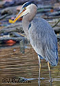 Ardea herodias